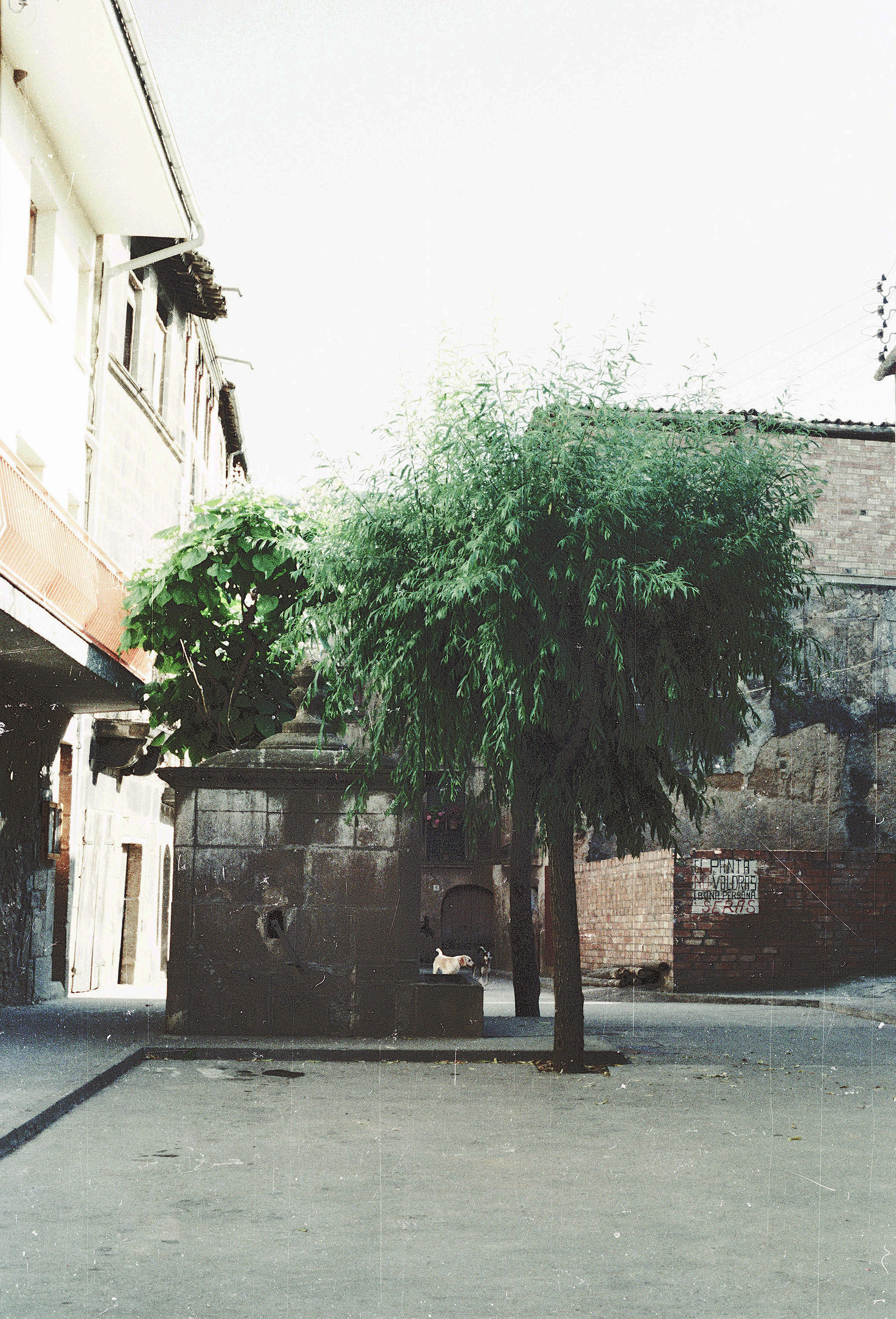 El Pou (1984)