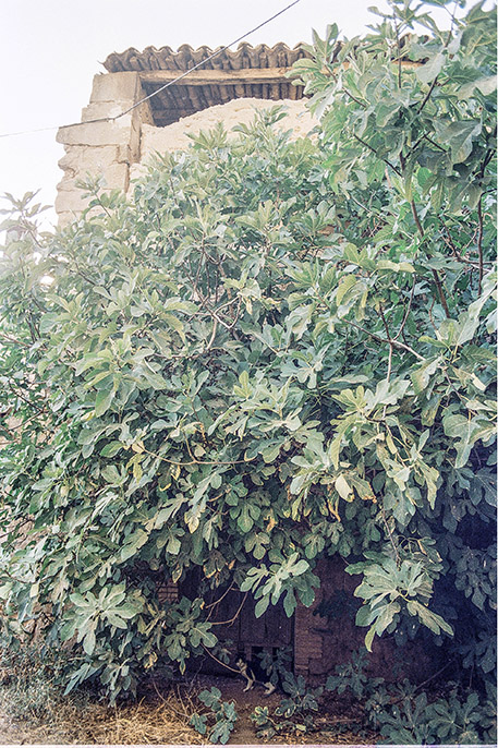 La Casota