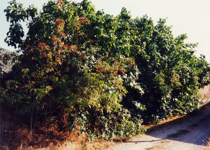 Morera de Cal Pere